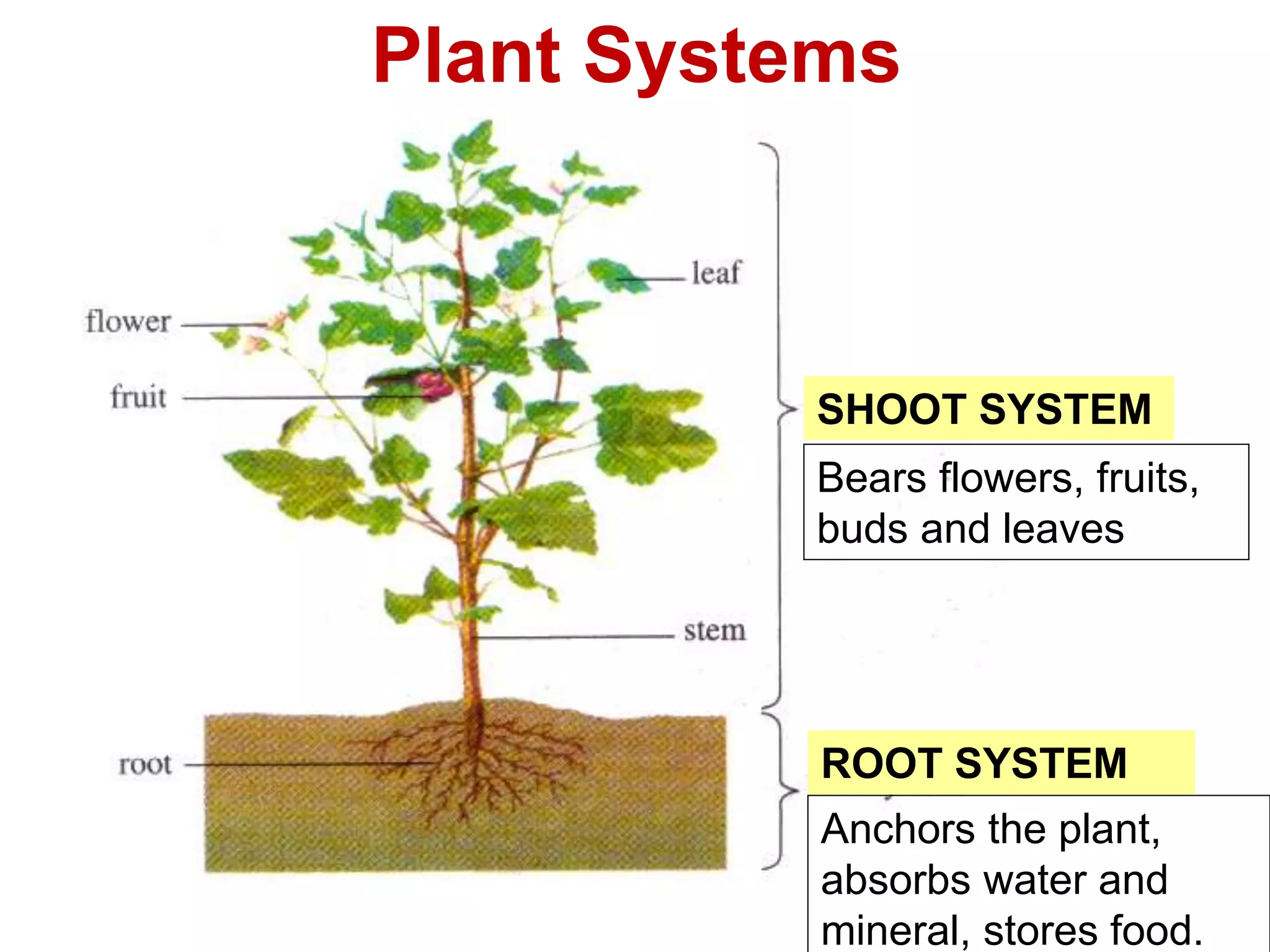 Plant Systems 
SHOOT SYSTEM 
Bears flowers, fruits, 
buds and leaves 
ROOT SYSTEM 
Anchors the plant, 
absorbs water and 
mineral, stores food. 
 