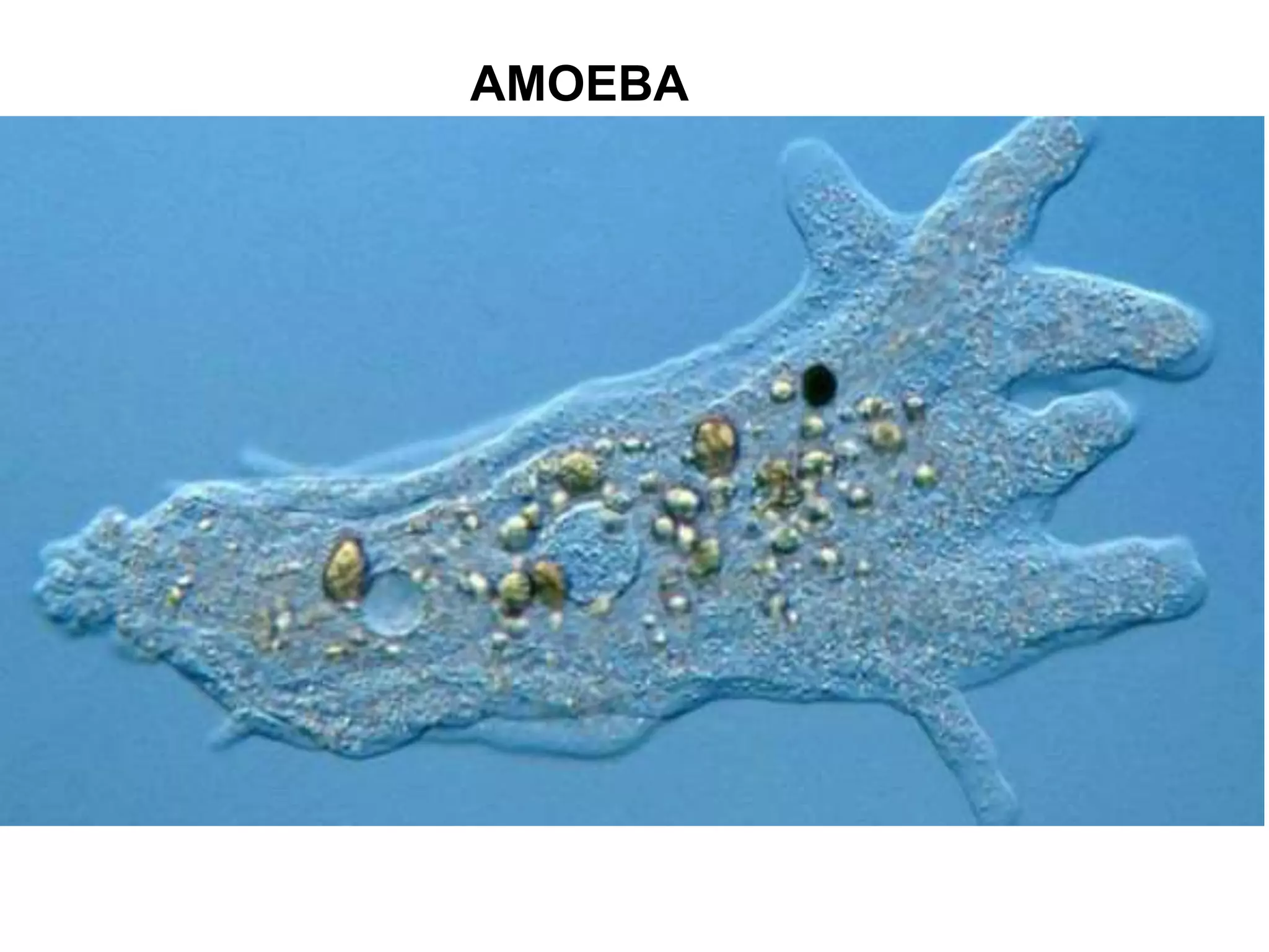 AMOEBA 
 