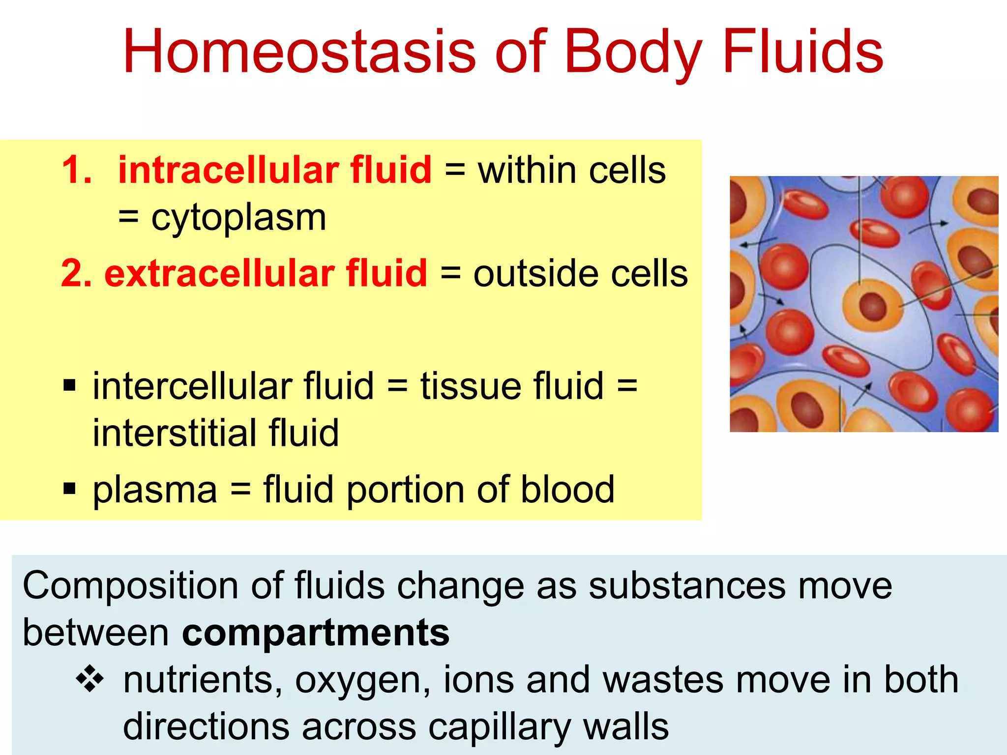 Homeostasis of Body Fluids 
1. intracellular fluid = within cells 
= cytoplasm 
2. extracellular fluid = outside cells 
 intercellular fluid = tissue fluid = 
interstitial fluid 
 plasma = fluid portion of blood 
Composition of fluids change as substances move 
between compartments 
 nutrients, oxygen, ions and wastes move in both 
directions across capillary walls 
 
