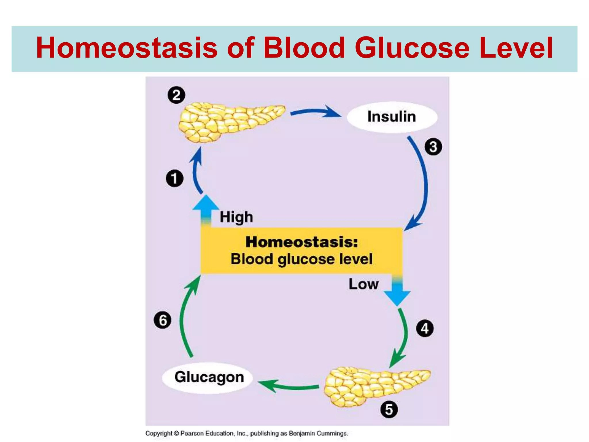 Homeostasis of Blood Glucose Level 
 