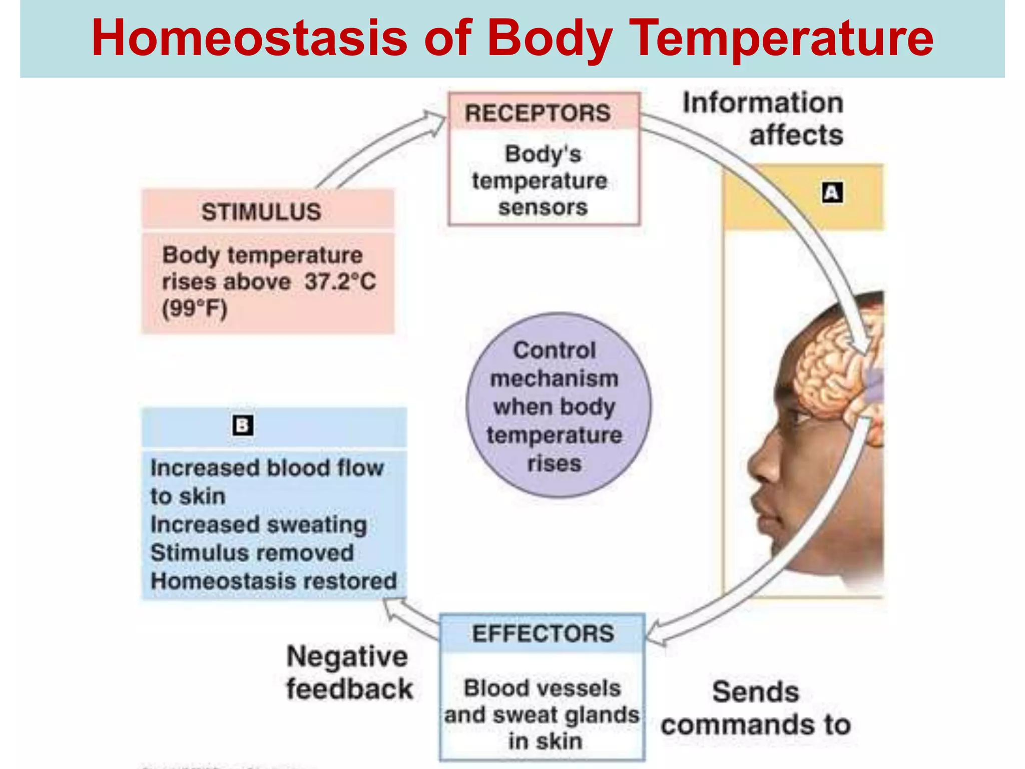 Homeostasis of Body Temperature 
 