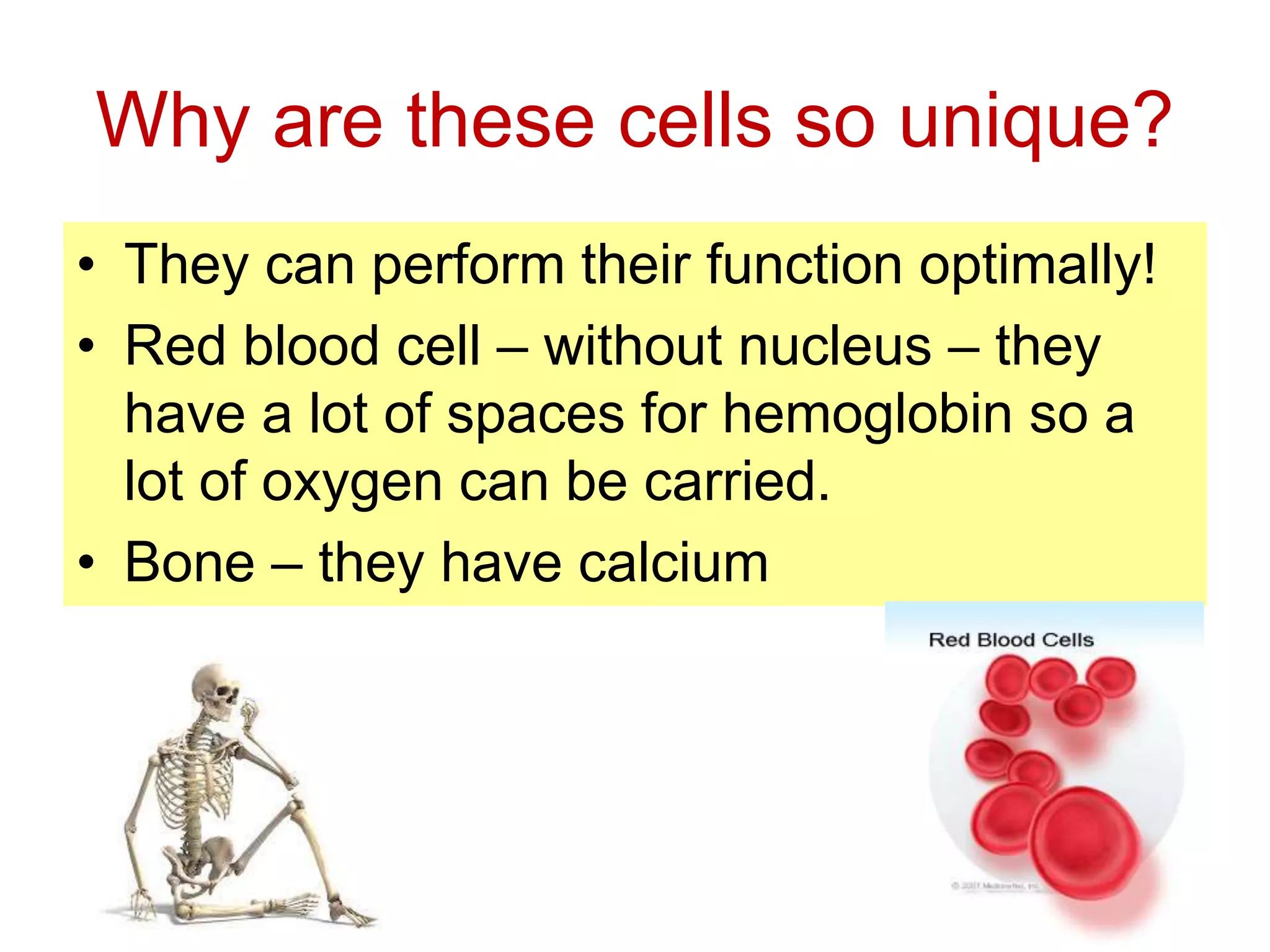 Why are these cells so unique? 
• They can perform their function optimally! 
• Red blood cell – without nucleus – they 
have a lot of spaces for hemoglobin so a 
lot of oxygen can be carried. 
• Bone – they have calcium 
 