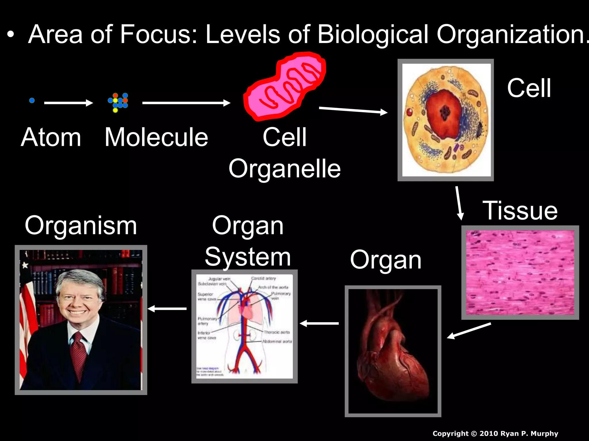 • Area of Focus: Levels of Biological Organization. 
Atom Molecule Cell 
Organelle 
Tissue 
Cell 
Organ 
Organ 
System 
Cell 
Organism 
Copyright © 2010 Ryan P. Murphy 
 