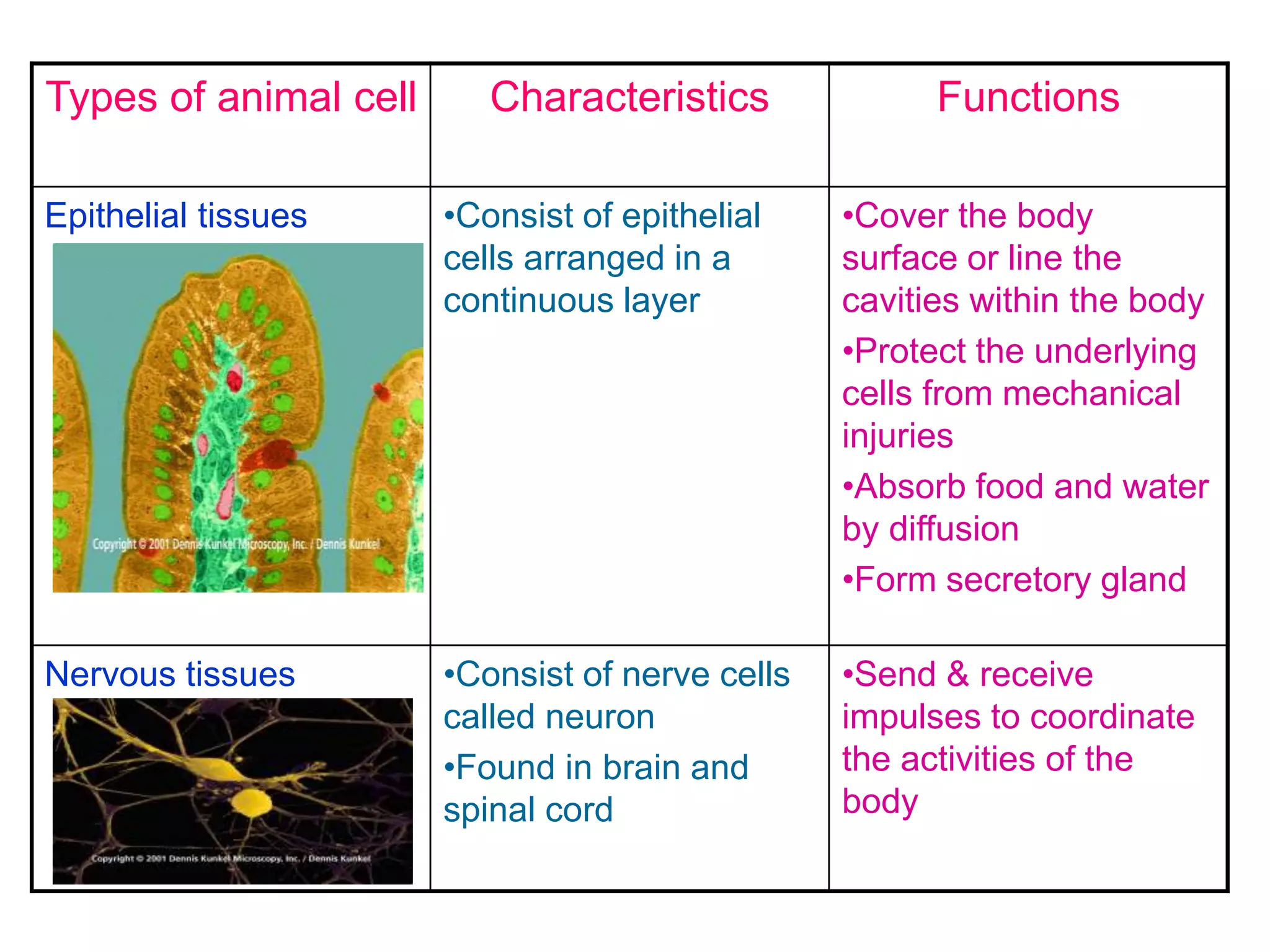 Types of animal cell Characteristics Functions 
Epithelial tissues •Consist of epithelial 
cells arranged in a 
continuous layer 
•Cover the body 
surface or line the 
cavities within the body 
•Protect the underlying 
cells from mechanical 
injuries 
•Absorb food and water 
by diffusion 
•Form secretory gland 
Nervous tissues •Consist of nerve cells 
called neuron 
•Found in brain and 
spinal cord 
•Send & receive 
impulses to coordinate 
the activities of the 
body 
 