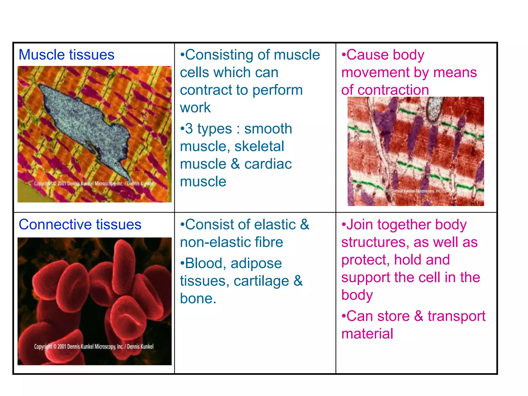 Muscle tissues •Consisting of muscle 
cells which can 
contract to perform 
work 
•3 types : smooth 
muscle, skeletal 
muscle & cardiac 
muscle 
•Cause body 
movement by means 
of contraction 
Connective tissues •Consist of elastic & 
non-elastic fibre 
•Blood, adipose 
tissues, cartilage & 
bone. 
•Join together body 
structures, as well as 
protect, hold and 
support the cell in the 
body 
•Can store & transport 
material 
 