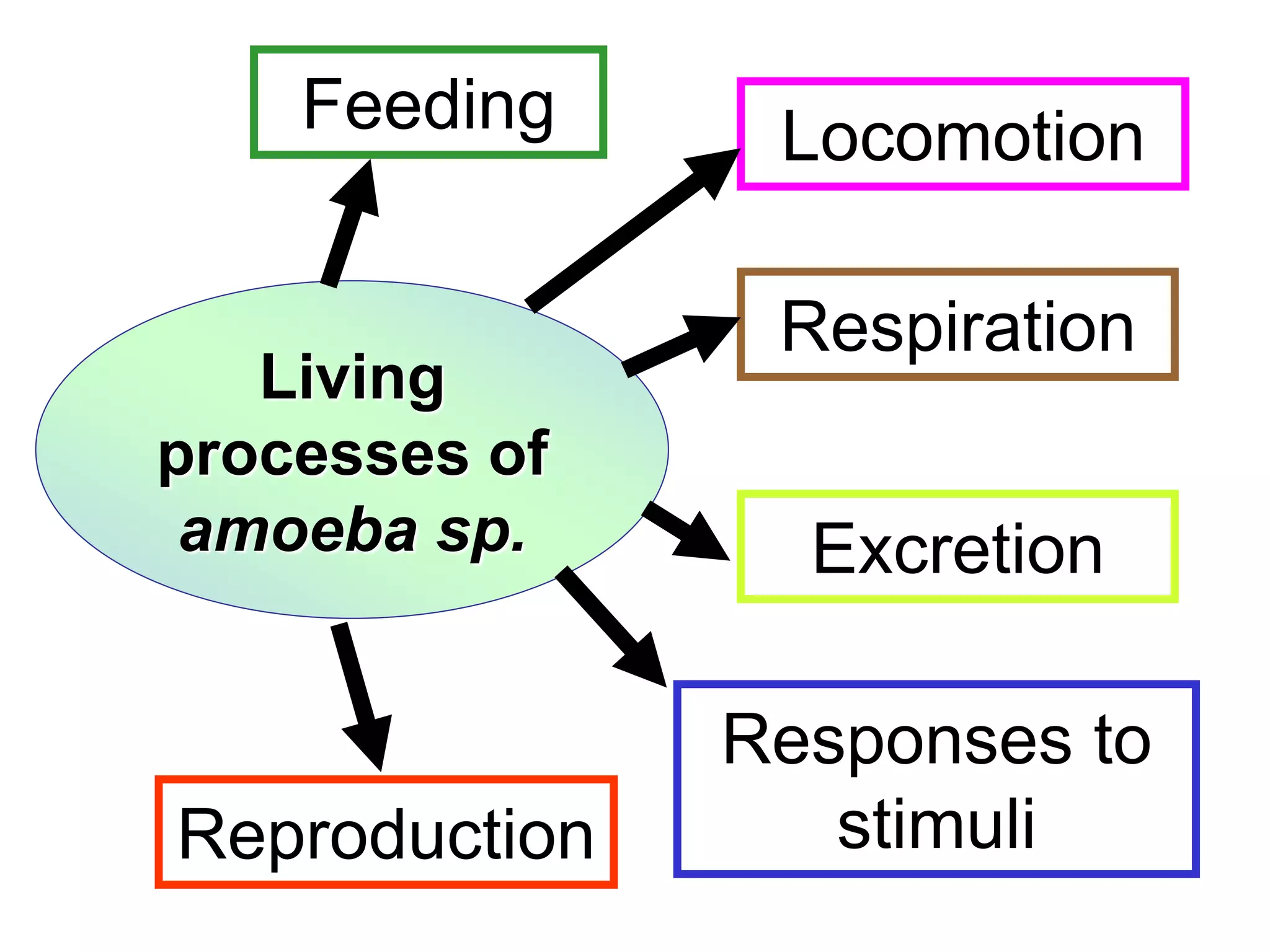 Feeding Locomotion 
Living 
processes of 
amoeba sp. 
Reproduction 
Respiration 
Excretion 
Responses to 
stimuli 
 