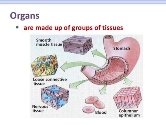 BIOLOGY FORM 4 CHAPTER 2 PART 2 - CELL ORGANIZATION | PPTX | Biological ...