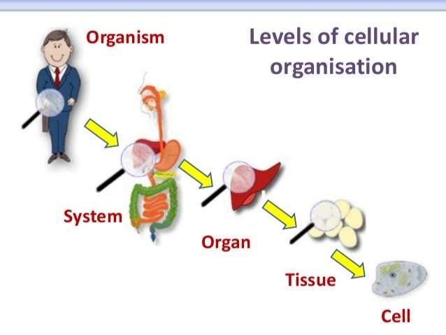 BIOLOGY FORM 4 CHAPTER 2 PART 2 - CELL ORGANIZATION