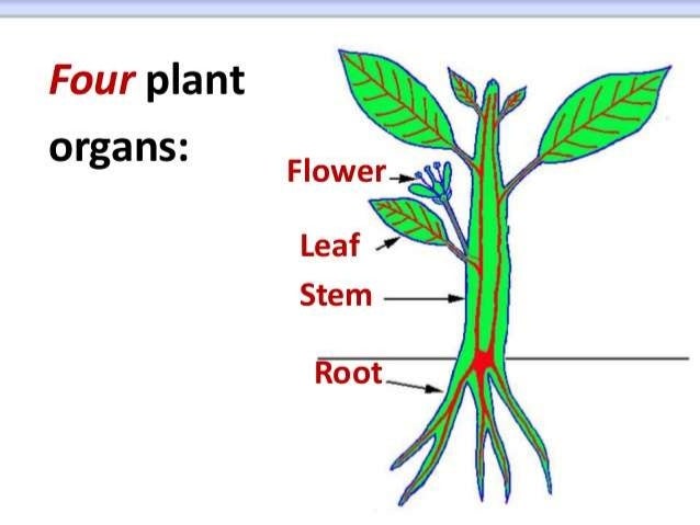 Physical Aspect Of Leaf Design That Reduces Water Loss 2