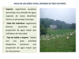 AGUA EN LOS SERES VIVOS, DEPENDE DE TRES FACTORES 
 Especie: organismos acuáticos 
porcentaje muy elevado de agua, 
especies de zonas desérticas 
tienen un porcentaje muy bajo. 
 Edad del individuo: organismos 
jóvenes presentan una 
proporción de agua mayor que 
individuos de más edad. 
  Tipo de tejido u órgano: Tejidos 
con una gran actividad 
bioquímica contienen una 
proporción de agua mayor que 
los más pasivos. 
 