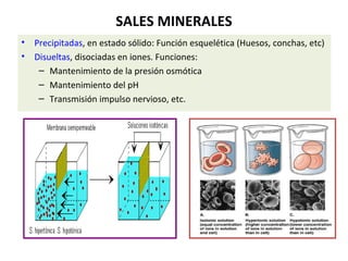 SALES MINERALES 
• Precipitadas, en estado sólido: Función esquelética (Huesos, conchas, etc) 
• Disueltas, disociadas en iones. Funciones: 
– Mantenimiento de la presión osmótica 
– Mantenimiento del pH 
– Transmisión impulso nervioso, etc. 
 