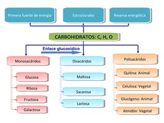 PPrrimimeerraa f ufueennttee d dee e enneerrggíaía EEssttrruuccttuurraaleless RReesseerrvvaa e enneerrggéétticicaa 
CCAARRBBOOHHIIDDRRAATTOOSS:: C C,, H H,, O O 
MMoonnoossaaccáárrididooss DDisisaaccáárrididooss PPoolilsisaaccáárrididooss 
GGluluccoossaa 
RRibiboossaa 
FFrruuccttoossaa 
MMaaltltoossaa 
SSaaccaarroossaa 
QQuuititininaa: :A Annimimaall 
CCeelululolossaa: :V Veeggeettaall 
GGluluccóóggeennoo: :A Annimimaall 
Enlace glucosídico 
GGaalalaccttoossaa 
LLaaccttoossaa 
AAlmlmididóónn: :V Veeggeettaall 
 