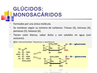 GLÚCIDOS: 
MONOSACÁRIDOS 
 Formados por una única molécula. 
 Se nombran según su número de carbonos: Triosas (3), tetrosas (4), 
pentosas (5), hexosas (6). 
 Tienen color blanco, sabor dulce y son solubles en agua (son 
azúcares). 
 Más importantes: hexosas y pentosas 
 
