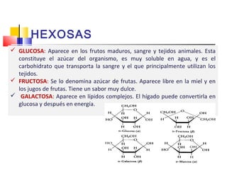 HEXOSAS 
 GLUCOSA: Aparece en los frutos maduros, sangre y tejidos animales. Esta 
constituye el azúcar del organismo, es muy soluble en agua, y es el 
carbohidrato que transporta la sangre y el que principalmente utilizan los 
tejidos. 
 FRUCTOSA: Se lo denomina azúcar de frutas. Aparece libre en la miel y en 
los jugos de frutas. Tiene un sabor muy dulce. 
 GALACTOSA: Aparece en lípidos complejos. El hígado puede convertirla en 
glucosa y después en energía. 
 