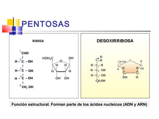 PENTOSAS 
RIBOSA 
Función estructural. Forman parte de los ácidos nucleicos (ADN y ARN) 
 
