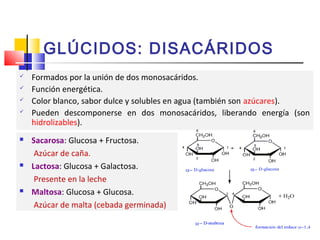 GLÚCIDOS: DISACÁRIDOS 
 Formados por la unión de dos monosacáridos. 
 Función energética. 
 Color blanco, sabor dulce y solubles en agua (también son azúcares). 
 Pueden descomponerse en dos monosacáridos, liberando energía (son 
hidrolizables). 
 Sacarosa: Glucosa + Fructosa. 
Azúcar de caña. 
 Lactosa: Glucosa + Galactosa. 
Presente en la leche 
 Maltosa: Glucosa + Glucosa. 
Azúcar de malta (cebada germinada) 
 