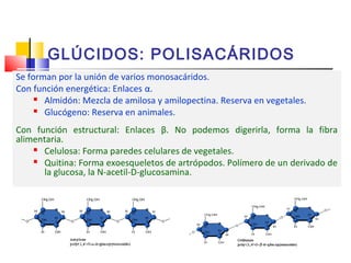 GLÚCIDOS: POLISACÁRIDOS 
Se forman por la unión de varios monosacáridos. 
Con función energética: Enlaces α. 
 Almidón: Mezcla de amilosa y amilopectina. Reserva en vegetales. 
 Glucógeno: Reserva en animales. 
Con función estructural: Enlaces β. No podemos digerirla, forma la fibra 
alimentaria. 
 Celulosa: Forma paredes celulares de vegetales. 
 Quitina: Forma exoesqueletos de artrópodos. Polímero de un derivado de 
la glucosa, la N-acetil-D-glucosamina. 
 