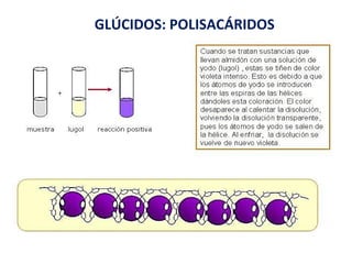 GLÚCIDOS: POLISACÁRIDOS 
 