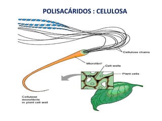 POLISACÁRIDOS : CELULOSA 
 