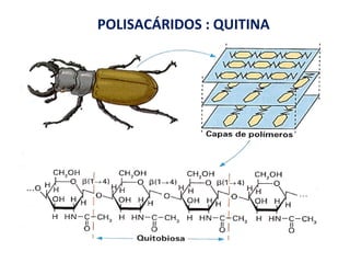 POLISACÁRIDOS : QUITINA 
 