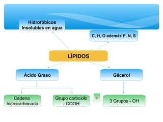 LÍPIDOS 
C, H, O además P, N, S 
Hidrofóbicos 
Insolubles en agua 
Ácido Graso Glicerol 
Cadena 
hidrocarbonada 
- COOH + 3 Grupos - OH 
Grupo carboxilo 
 