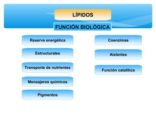Reserva energética 
Estructurales 
LÍPIDOS 
FUNCIÓN BIOLÓGICA 
Transporte de nutrientes 
Mensajeros químicos 
Pigmentos 
Coenzimas 
Aislantes 
Función catalítica 
 