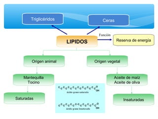Triglicéridos Ceras 
LIPIDOS 
Reserva de energía 
Origen animal 
Mantequilla 
Tocino 
Función 
Origen vegetal 
Aceite de maíz 
Aceite de oliva 
Saturadas Insaturadas 
 
