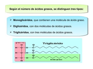 Según el número de ácidos grasos, se Según el número de ácidos grasos, se d disisttiningguueenn t trreess t tipipooss:: 
 Monoglicéridos, que contienen una molécula de ácido graso. 
 Diglicéridos, con dos moléculas de ácidos grasos. 
 Triglicéridos, con tres moléculas de ácidos grasos. 
 Monoglicéridos, que contienen una molécula de ácido graso. 
 Diglicéridos, con dos moléculas de ácidos grasos. 
 Triglicéridos, con tres moléculas de ácidos grasos. 
 