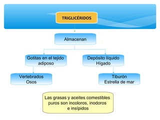 TRIGLICÉRIDOS 
Almacenan 
Gotitas en el tejido 
adiposo 
Vertebrados 
Osos 
Depósito líquido 
Tiburón 
Hígado 
Estrella de mar 
Las grasas y aceites comestibles 
puros son incoloros, inodoros 
e insípidos 
 