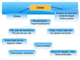 CERAS 
Ésteres de alcoholes 
cadenas largas 
ácidos grasos 
Hojas, frutos, tallos de 
las plantas terrestres 
Recubrimiento 
impermeabilizante 
Sólidas 
Piel, pelo de mamíferos, 
Plumas de ave, etc. 
Evitan daño de los 
órganos vitales 
Cera de abeja 
Estructuras: colmenas Grasa de calzado, velas, 
flores artificiales 
 