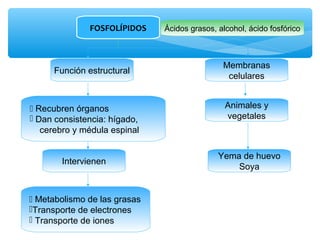 FOSFOLÍPIDOS Ácidos grasos, alcohol, ácido fosfórico 
Membranas 
celulares 
Yema de huevo 
Soya 
Función estructural 
 Recubren órganos 
 Dan consistencia: hígado, 
cerebro y médula espinal 
 Metabolismo de las grasas 
Transporte de electrones 
 Transporte de iones 
Animales y 
vegetales 
Intervienen 
 