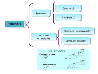 Hormonas 
esteroideas 
Hormonas 
esteroideas 
CCoolelesstteerrooll 
VVititaammininaa D D 
HHoorrmmoonnaass s suupprraarrrreennaaleless 
EEsstteerrooleless 
EESSTTEERROOIDIDEESS 
HHoorrmmoonnaass s seexxuuaaleless 
 