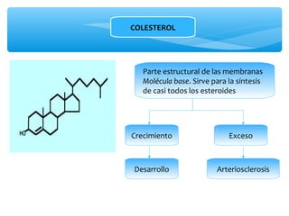 COLESTEROL 
Parte estructural de las membranas 
Molécula base. Sirve para la síntesis 
de casi todos los esteroides 
Crecimiento 
Desarrollo 
Exceso 
Arteriosclerosis 
 