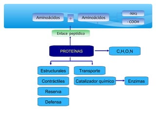 Aminoácidos 
Aminoácidos 
Enlace peptídico 
PROTEÍNAS 
C,H,O,N 
Estructurales 
Contráctiles 
Reserva 
Transporte 
Catalizador químico 
Defensa 
Enzimas 
+ 
-NH2 
- COOH 
 