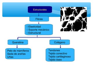 Estructurales 
Fibras 
Colágeno 
 Elasticidad 
 Soporte mecánico 
 Estructural 
Tendones 
Tejido conectivo 
Tejido cartilaginoso 
Tejido óseo 
Queratina 
Pelo de mamíferos 
Seda de arañas 
Uñas 
 