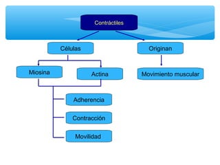 Contráctiles 
Movimiento muscular 
Células 
Miosina Actina 
Adherencia 
Contracción 
Movilidad 
Originan 
 