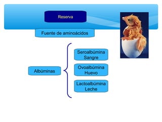 Reserva 
Fuente de aminoácidos 
Seroalbúmina 
Sangre 
Albúminas 
Ovoalbúmina 
Huevo 
Lactoalbúmina 
Leche 
 