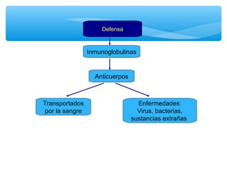 Defensa 
Inmunoglobulinas 
Transportados 
por la sangre 
Anticuerpos 
Enfermedades: 
Virus, bacterias, 
sustancias extrañas 
 