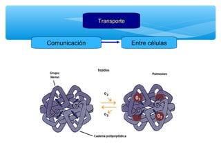 Transporte 
Comunicación Entre células 
 