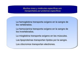 Muchos iones y moléculas específicas son 
transportados por proteínas específicas 
La hemoglobina transporta oxígeno en la sangre de 
los vertebrados. 
La hemocianina transporta oxígeno en la sangre de 
los invertebrados. 
La mioglobina transporta oxígeno en los músculos. 
Las lipoproteínas transportan lípidos por la sangre. 
Los citocromos transportan electrones. 
 