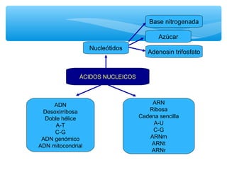 Base nitrogenada 
Azúcar 
Nucleótidos Adenosin trifosfato 
ÁCIDOS NUCLEICOS 
ADN 
Desoxirribosa 
Doble hélice 
A-T 
C-G 
ADN genómico 
ADN mitocondrial 
ARN 
Ribosa 
Cadena sencilla 
A-U 
C-G 
ARNm 
ARNt 
ARNr 
 