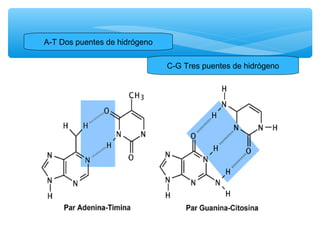 A-T Dos puentes de hidrógeno 
C-G Tres puentes de hidrógeno 
 