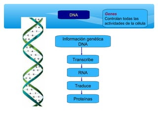 DNA Genes 
Controlan todas las 
actividades de la célula 
Información genética 
DNA 
Transcribe 
RNA 
Traduce 
Proteínas 
 
