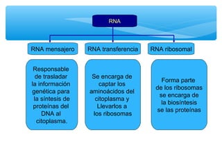 RNA 
RNA mensajero RNA transferencia RNA ribosomal 
Responsable 
de trasladar 
la información 
genética para 
la síntesis de 
proteínas del 
DNA al 
citoplasma. 
Se encarga de 
captar los 
aminoácidos del 
citoplasma y 
Llevarlos a 
los ribosomas 
Forma parte 
de los ribosomas 
se encarga de 
la biosíntesis 
se las proteínas 
