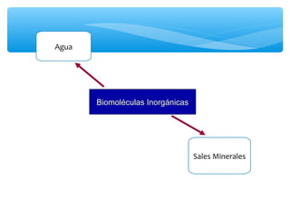 Biomoléculas Inorgánicas 
Agua 
Sales Minerales 
 