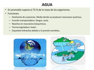 AGUA 
• En promedio supone el 75 % de la masa de los organismos. 
• Funciones: 
– Disolvente de sustancias. Medio donde se producen reacciones químicas. 
– Función transportadora: Sangre, savia. 
– Reactivo en reacciones bioquímicas. 
– Termorreguladora: Sudor. 
– Esqueleto hidráulico debido a la presión osmótica. 
 
