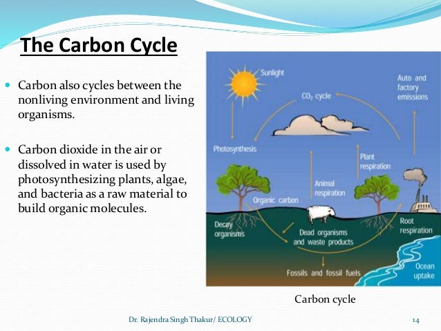 What is Carbon Dating