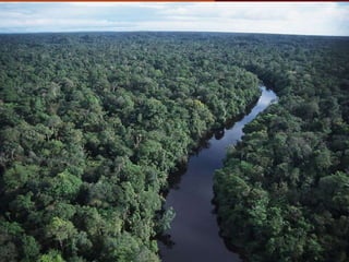 Shifting cultivation and forest landscapes in the Amazon