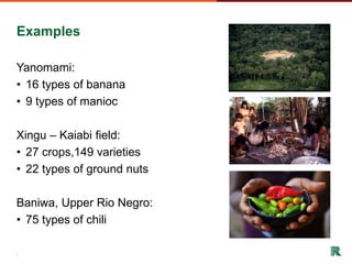 Shifting cultivation and forest landscapes in the Amazon