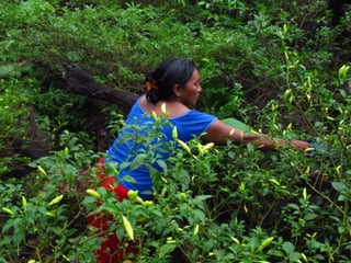 Shifting cultivation and forest landscapes in the Amazon
